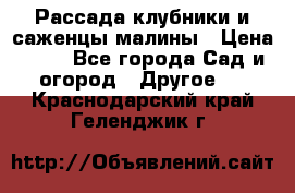 Рассада клубники и саженцы малины › Цена ­ 10 - Все города Сад и огород » Другое   . Краснодарский край,Геленджик г.